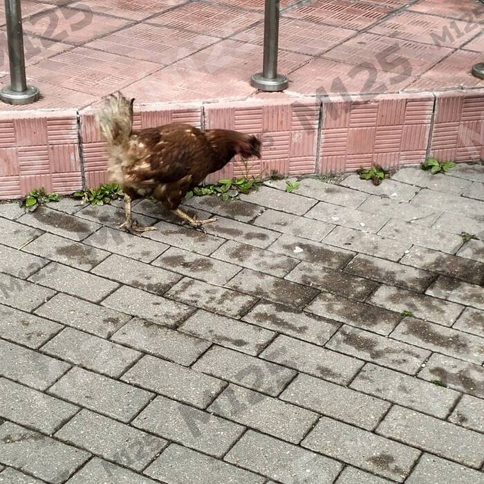 An independent chicken runs through the streets of Moscow - My, Moscow, Humor, The photo, Moscow region, Hen, Neighbours, Grilled chicken, Chicken recipes, Chicken wings, Kindness, Black humor, Strange humor, Sad humor, Laughter (reaction), People, Birds, Care, Fun, Longpost