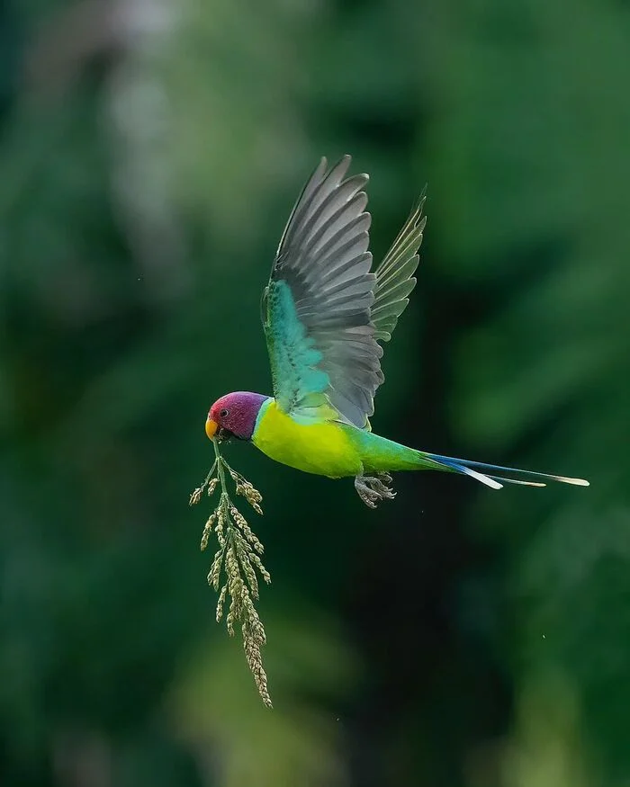 Red-headed Ringneck Parakeet - A parrot, Birds, Wild animals, wildlife, India, The photo