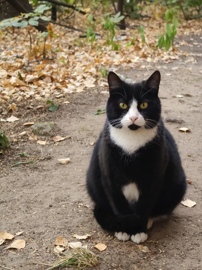 Lifehack on how to collect urine from a cat - My, Homeless animals, Pets, No rating, Volunteering, cat, Life hack