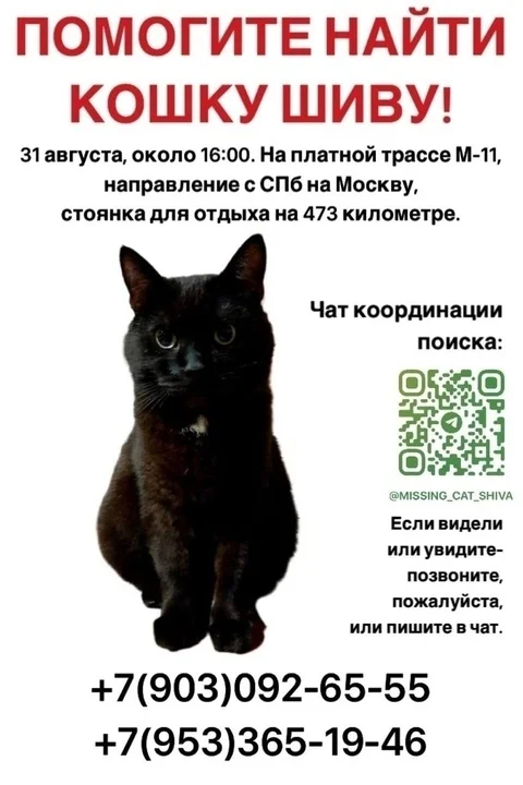 Lost cat! M11! - My, No rating, Helping animals, Help me find, cat, Lost, M11, Saint Petersburg, Lost cat