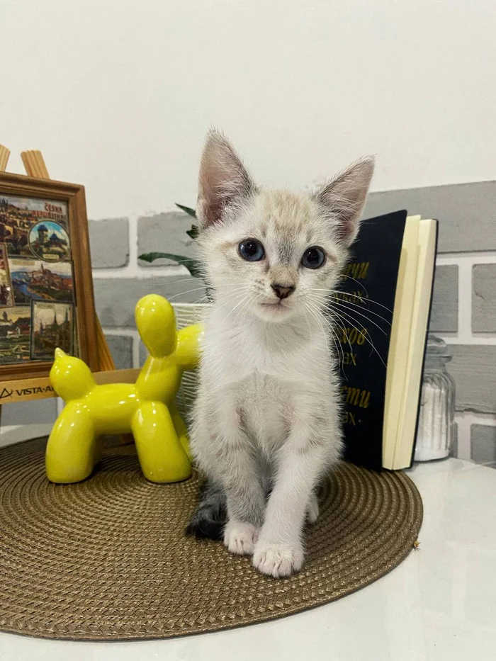 Incredibly cute Brusnichka. Moscow - In good hands, Homeless animals, cat, Veterinary, Kittens, Cat lovers, Good league, Lost, Overexposure, Animal Rescue, Longpost