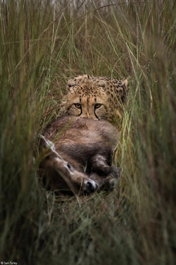 Killer Instinct - Cheetah, Small cats, Cat family, Predatory animals, Wild animals, wildlife, Reserves and sanctuaries, Africa, The photo, Hunting, Mining, Carcass