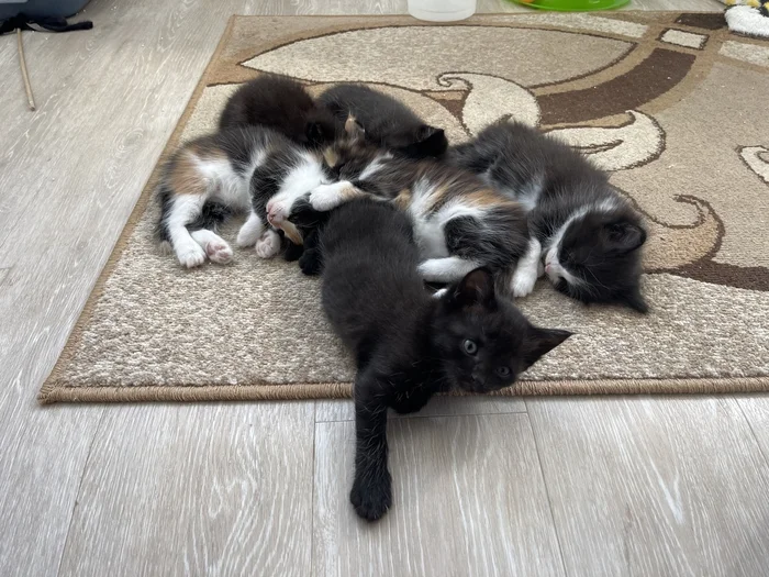 Kittens for free - My, Kittens, Samara, Longpost, cat, In good hands