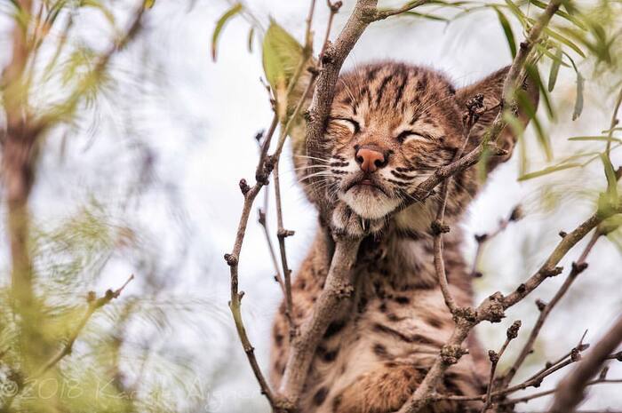 He's sleeping, so he's comfortable. - Lynx, Red Lynx, Lynx, Small cats, Cat family, Predatory animals, Wild animals, wildlife, North America, The photo, Dream, Tree