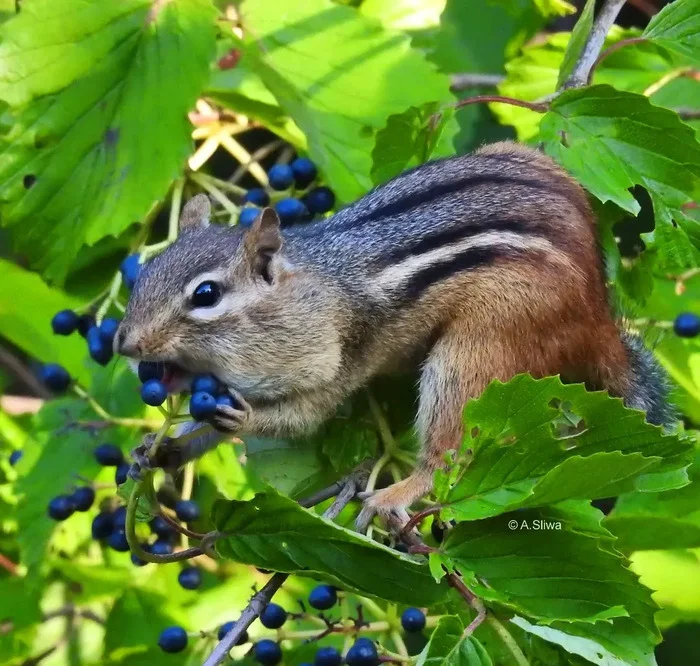 Eastern chipmunk stockpiling berries - Chipmunk, Rodents, Wild animals, wildlife, Berries, North America, The photo