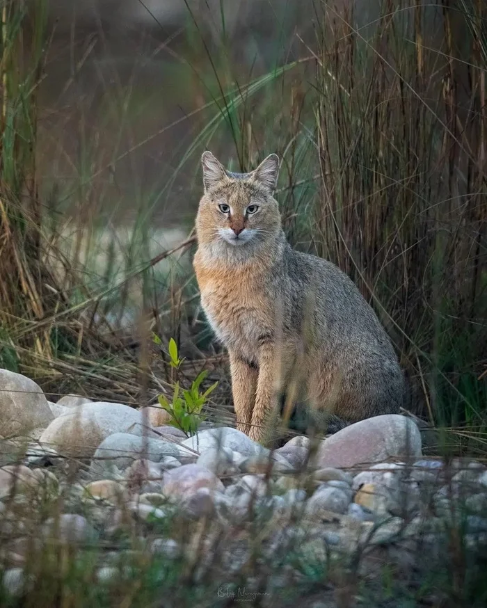 Камышовый кот - Камышовый кот, Малые кошки, Семейство кошачьих, Хищные животные, Дикие животные, Дикая природа, Национальный парк, Индия, Фотография