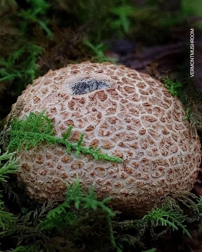 Scleroderma citrinum.