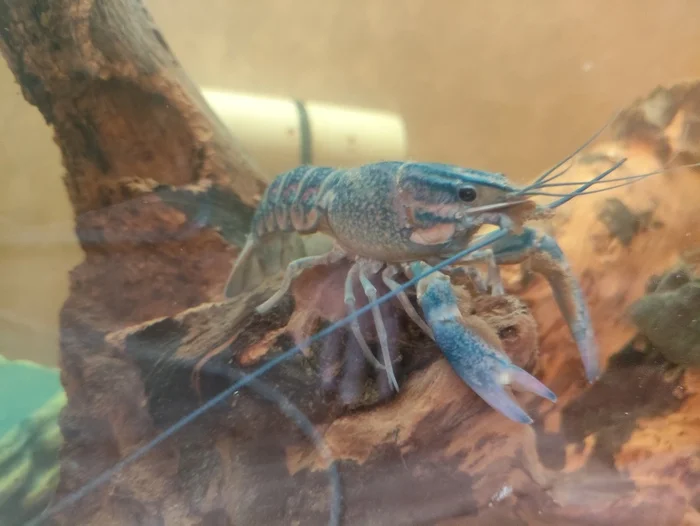 Give me the crab - My, Aquarium crayfish, Hot