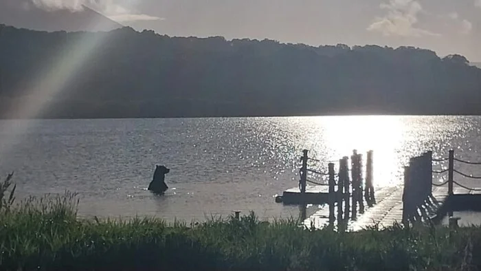 Two bears on Kuril Lake - Brown bears, South Kamchatka Reserve, Kamchatka, Kuril lake, wildlife, Wild animals, The Bears, Video, Telegram (link)