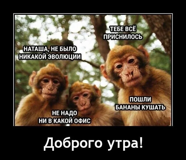 Theory - Evolution, Theory, Reality, Humor, Demotivator, Antiquity, Repeat, Picture with text, Monkey, Natasha we dropped everything