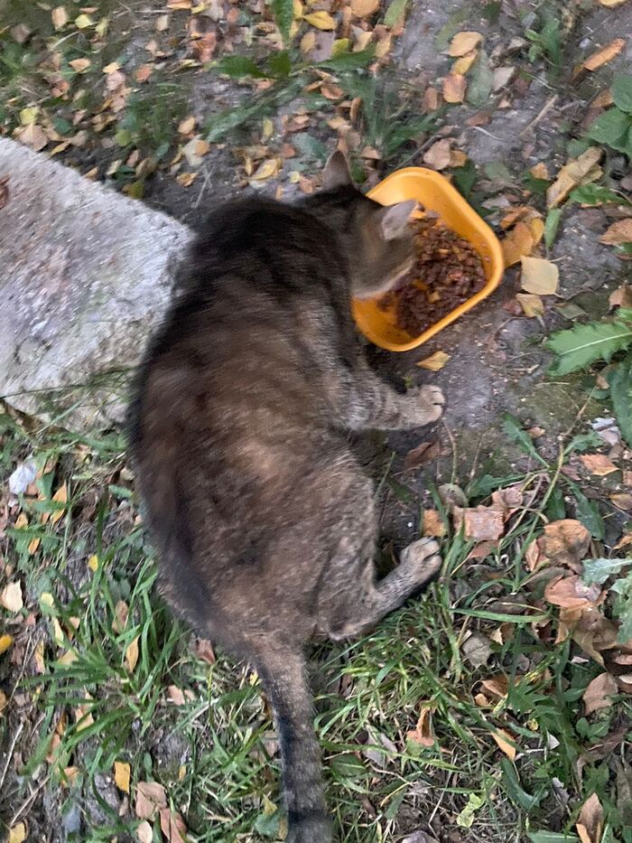 A disabled cat on the street. We are looking for a curator who is willing to take the cat for adoption, or a person who wants to take him home. Winter is coming soon - No rating, In good hands, Saint Petersburg, cat, Helping animals, Video, Youtube, VKontakte (link), Longpost