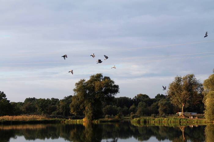 They fly - My, The photo, Landscape, Nature, Pigeon, Pond