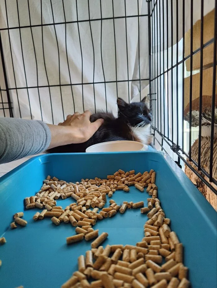 Continuation of the post I went to Svetofor, found a kitten - My, Tosno, Animal Rescue, cat, Helping animals, Vertical video, Video, Reply to post, Longpost