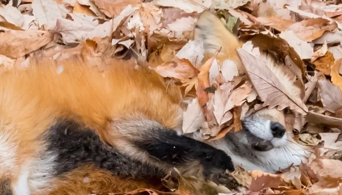 Autumn camouflage... - The photo, Fox, Animals, Foliage, Autumn