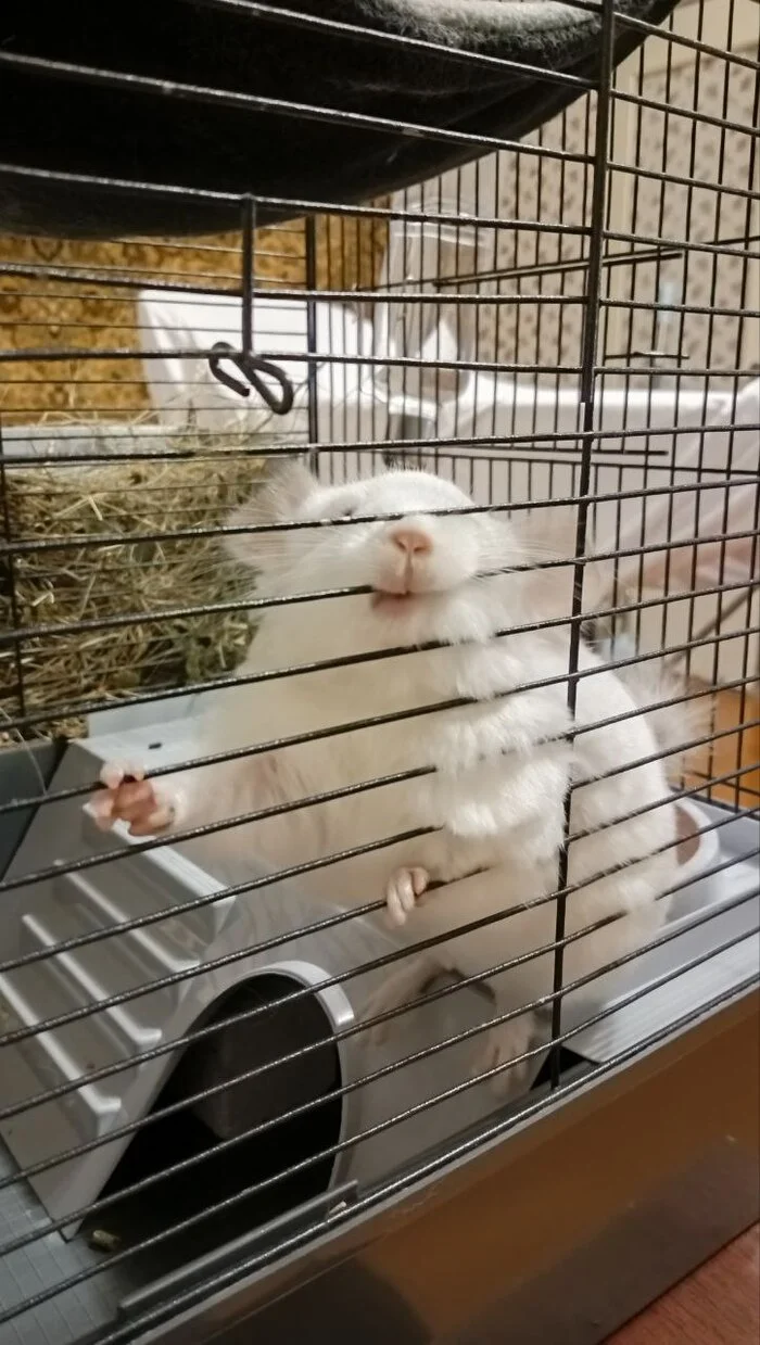 Just a chinchilla 2 - My, Pets, The photo, Video, Chinchilla, Longpost