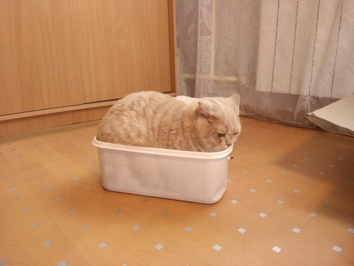 The loaf packed itself :3 - cat, Box, Images