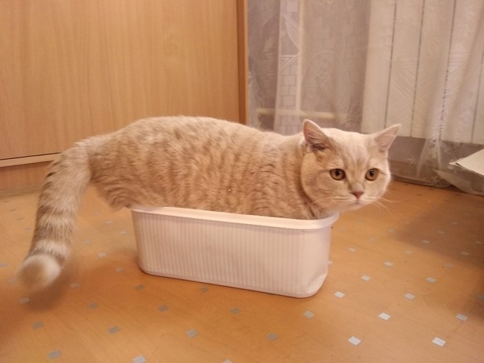 The loaf packed itself :3 - cat, Box, Images