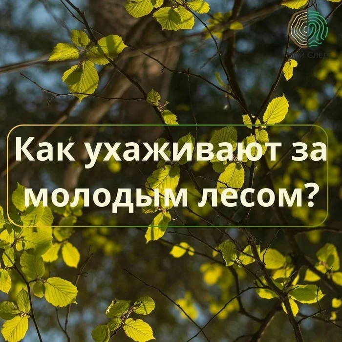 Лес мало посадить, за ним нужно ухаживать! - Экология, Мусор, Природа, Лес, Экопросвещение, Мбн, Прогулка по лесу, Лесник, Лесные пожары, Окружающая среда, Загрязнение окружающей среды, Дерево, Уход, Длиннопост