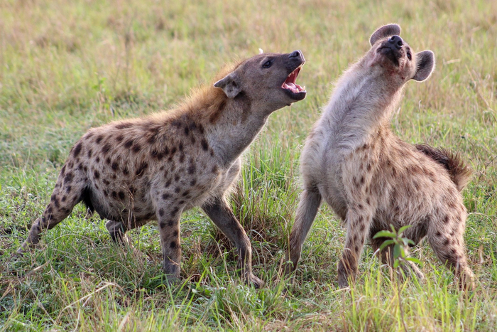 Когда у неё пмс, а ты надоел уже так громко дышать.