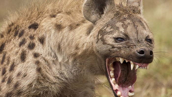 Слышь, мужчинка!!! Быстро мне кофе сделал!!!