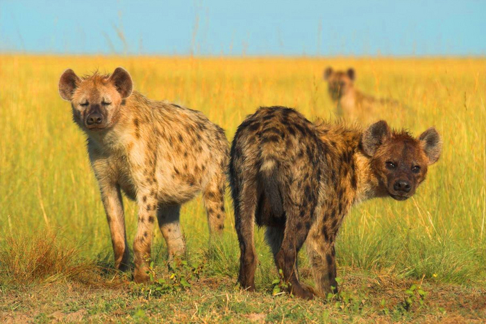 Сестра за брата, так за основу взято!