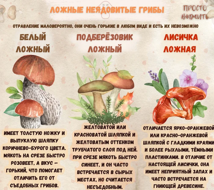 Mushrooms False are not edible - Mushrooms, Forest, Survival, Nature, Health, Education, View, Infographics, Plants, Important, Danger, Boletus, Porcini, Hike, Travels, Poisoning, Food, Peculiarities, Inedible