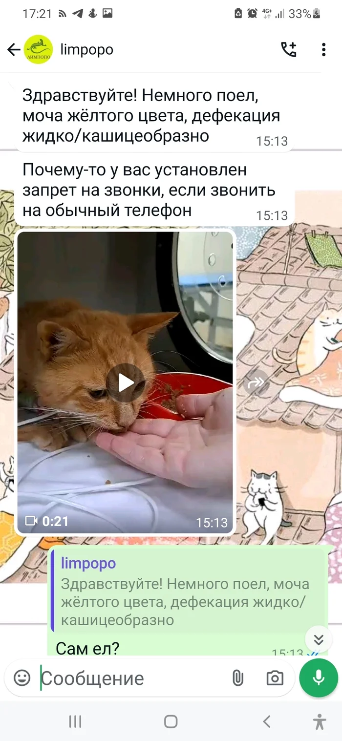 Continuation of the post Cat Fighter. Krasnoyarsk - Helping animals, Animal shelter, Redheads, cat, Kindness, Disease, Animal Rescue, Infectious peritonitis of cats, Medical tests, Vet clinic, Soundless, Vertical video, A wave of posts, Video, Reply to post, Longpost