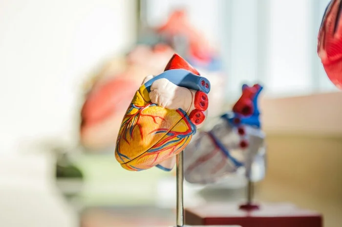 Why the heart stops and rhesus conflict occurs: PNIPU scientists share interesting facts about our circulatory system - My, The science, Health, The medicine, Nauchpop, Blood, Heart, Longpost