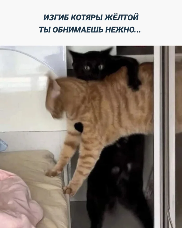 Oleg Kotyaev - Humor, Picture with text, Memes, cat, Guitar, Oleg mityaev, Telegram (link)