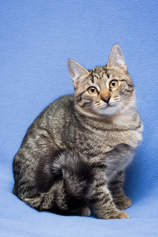 Gray tabby kitten Novella as a gift - cat, Cat lovers, Kittens, In good hands, Overexposure, Homeless animals, Pet the cat, Moscow, Moscow region, Shelter, Volunteering, Longpost