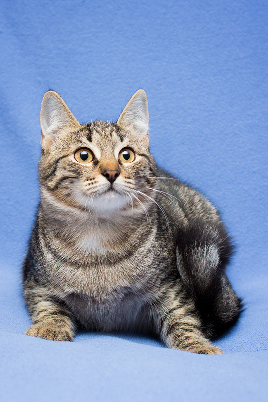 Gray tabby kitten Novella as a gift - cat, Cat lovers, Kittens, In good hands, Overexposure, Homeless animals, Pet the cat, Moscow, Moscow region, Shelter, Volunteering, Longpost