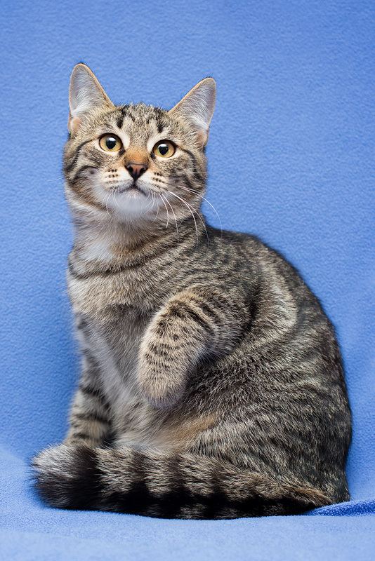 Gray tabby kitten Novella as a gift - cat, Cat lovers, Kittens, In good hands, Overexposure, Homeless animals, Pet the cat, Moscow, Moscow region, Shelter, Volunteering, Longpost