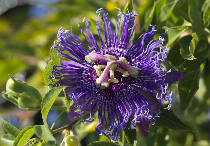 And it's all about her! - My, Plants, Exotic plants, Botany, Entertaining botany, Passionflower, Passion fruit, Longpost