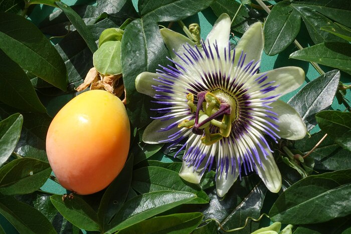     , Passiflora caerulea.    <!--noindex--><a href="https://pikabu.ru/story/i_yeto_vsyo_o_ney_11854477?u=http%3A%2F%2Fwikipedia.org&t=wikipedia.org&h=069e34549d8605623376d6a956946f0dddfb7907" title="http://wikipedia.org" target="_blank" rel="nofollow noopener">wikipedia.org</a><!--/noindex-->.