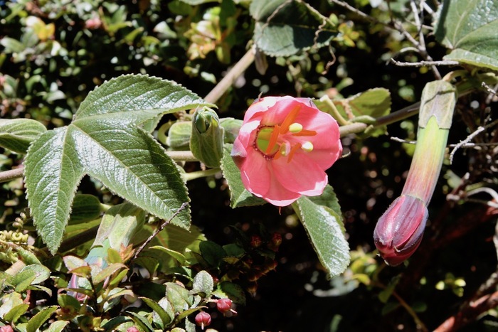   , Passiflora mollissima, .      <!--noindex--><a href="https://pikabu.ru/story/i_yeto_vsyo_o_ney_11854477?u=http%3A%2F%2Fplantarium.ru&t=plantarium.ru&h=a99e55320aea562513d8f75971d3e7338d0dbe18" title="http://plantarium.ru" target="_blank" rel="nofollow noopener">plantarium.ru</a><!--/noindex-->.