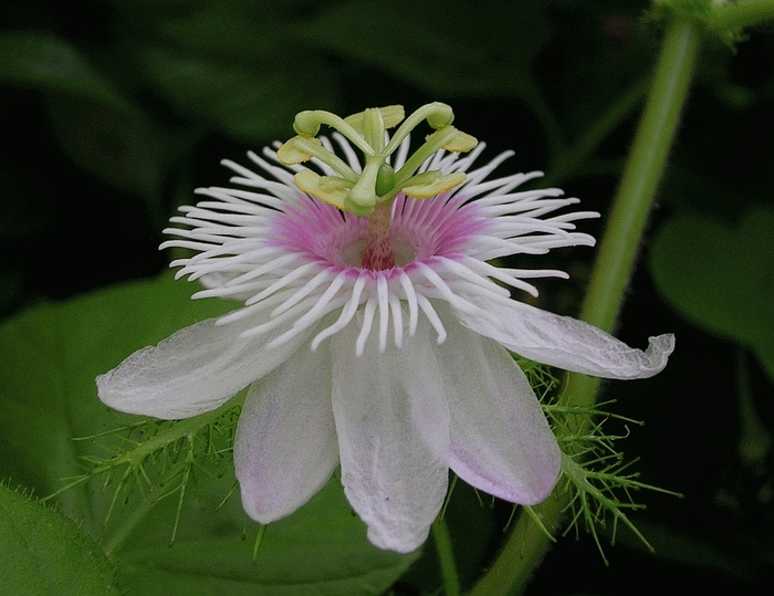   ,   , Passiflora foetida.    <!--noindex--><a href="https://pikabu.ru/story/i_yeto_vsyo_o_ney_11854477?u=http%3A%2F%2Fwikipedia.org&t=wikipedia.org&h=069e34549d8605623376d6a956946f0dddfb7907" title="http://wikipedia.org" target="_blank" rel="nofollow noopener">wikipedia.org</a><!--/noindex-->.