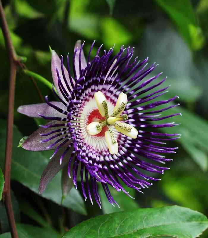  ,  , Passiflora maliformis.    <!--noindex--><a href="https://pikabu.ru/story/i_yeto_vsyo_o_ney_11854477?u=http%3A%2F%2Fosiva-semena.sk&t=osiva-semena.sk&h=61fc1f98e34966527529432c8178f531c3d0bd6a" title="http://osiva-semena.sk" target="_blank" rel="nofollow noopener">osiva-semena.sk</a><!--/noindex-->.