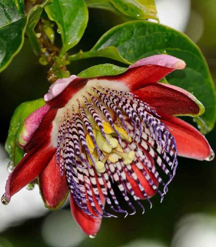  ,   , Passiflora quadrangularis.    <!--noindex--><a href="https://pikabu.ru/story/i_yeto_vsyo_o_ney_11854477?u=http%3A%2F%2Fosiva-semena.sk&t=osiva-semena.sk&h=61fc1f98e34966527529432c8178f531c3d0bd6a" title="http://osiva-semena.sk" target="_blank" rel="nofollow noopener">osiva-semena.sk</a><!--/noindex-->.