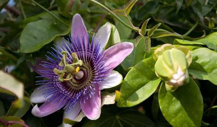  -, Passifl&#xF3;ra incarn&#xE1;ta,    .    <!--noindex--><a href="https://pikabu.ru/story/i_yeto_vsyo_o_ney_11854477?u=http%3A%2F%2Fshop.evalar.ru&t=shop.evalar.ru&h=f4df1693a932f7b78379c7155bd55f15407749c3" title="http://shop.evalar.ru" target="_blank" rel="nofollow noopener">shop.evalar.ru</a><!--/noindex-->.