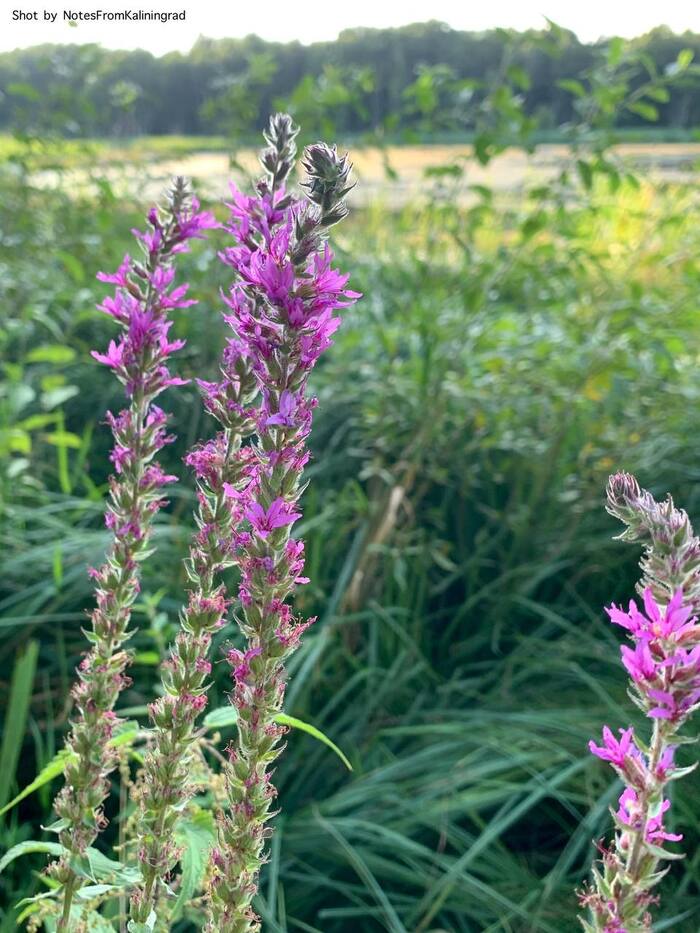 Loosestrife - My, Flowers, Bloom, Street photography, The photo, Kaliningrad region, Kaliningrad, Kaup