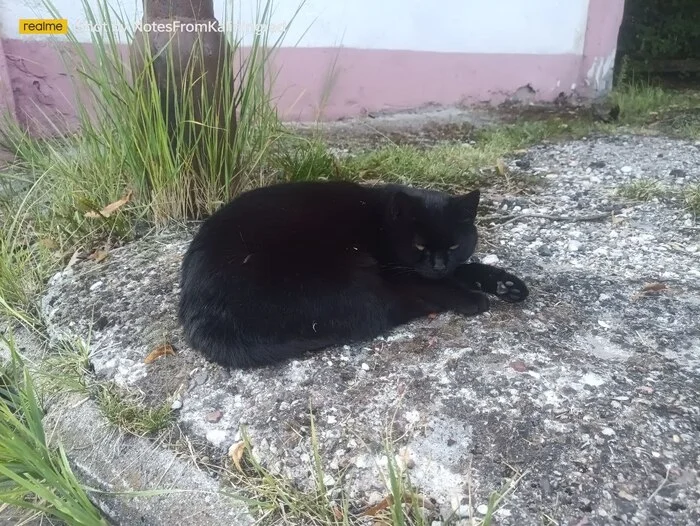 City beauties - My, cat, Kaliningrad, City walk, Fluffy, Pet the cat, Kaliningrad region, Street photography, The photo