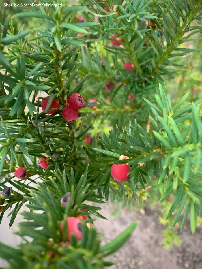 Yew - My, Yew, Kaliningrad region, City walk, Kaliningrad, Street photography, Berries, Longpost