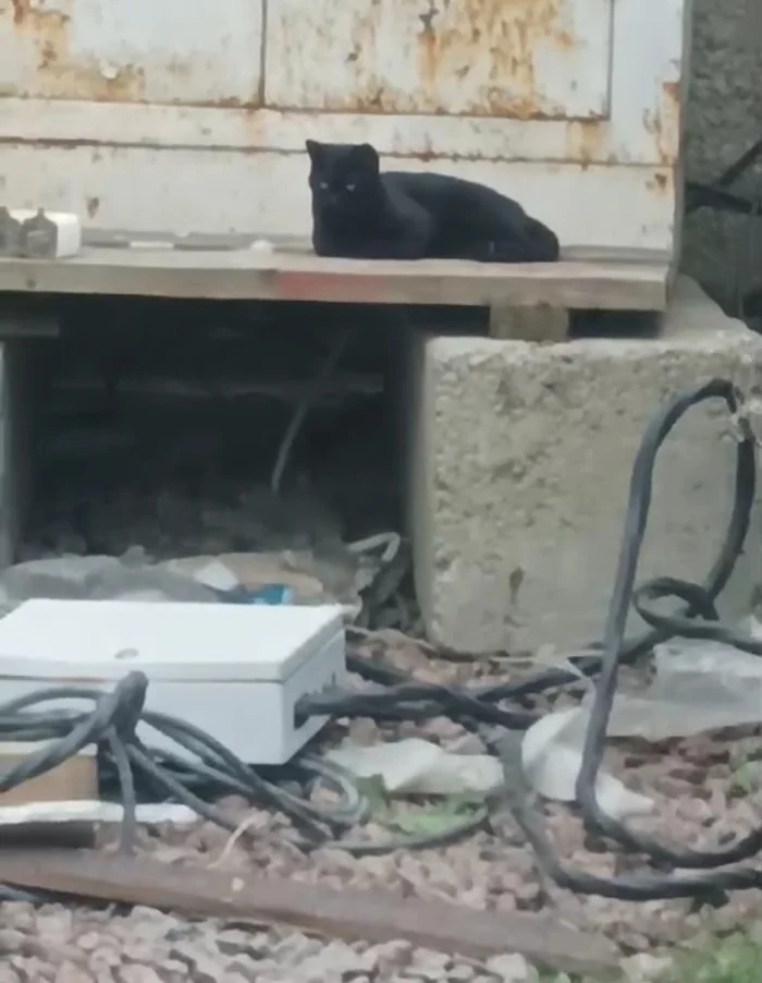 A young cat was abandoned at a construction site. It's very dangerous there, big machines, electric cables. What do people think about when they do this? - No rating, cat, In good hands, Saint Petersburg, Helping animals, Video, Youtube