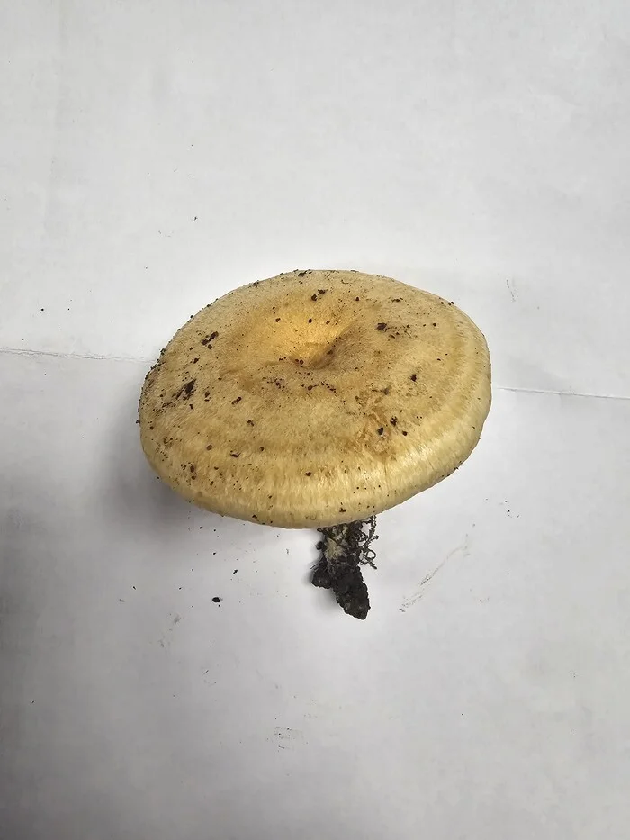 Help identify mushrooms - My, Mushrooms, Identification, Question, Ask Peekaboo, Longpost