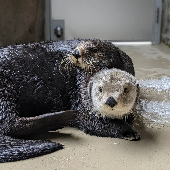 Mishka and Sekiu - Animals, Otter, Sea otter, Telegram (link), Milota