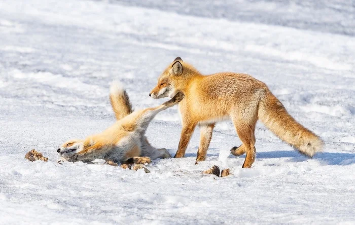 Leave me, old woman, I am sad... - The photo, Fox, Animals, In the animal world