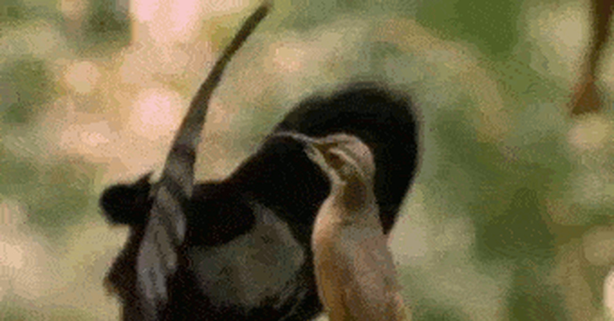 The colorful world of birds - GIF, Assorted, Birds, Longpost