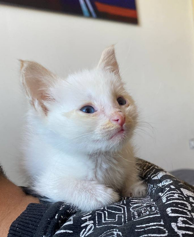 Rescuing kittens from a subway. Future drowned or a happy childhood? - Homeless animals, Kittens, Veterinary, Overexposure, In good hands, Volunteering, Good league, Cat lovers, Shelter, cat, Animal Rescue, Lost, Charity, Fluffy, Kindness, Pet the cat, Video, Vertical video, Soundless, Longpost