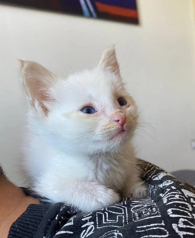 Rescuing kittens from a subway. Future drowned or a happy childhood? - Homeless animals, Kittens, Veterinary, Overexposure, In good hands, Volunteering, Good league, Cat lovers, Shelter, cat, Animal Rescue, Lost, Charity, Fluffy, Kindness, Pet the cat, Video, Vertical video, Soundless, Longpost