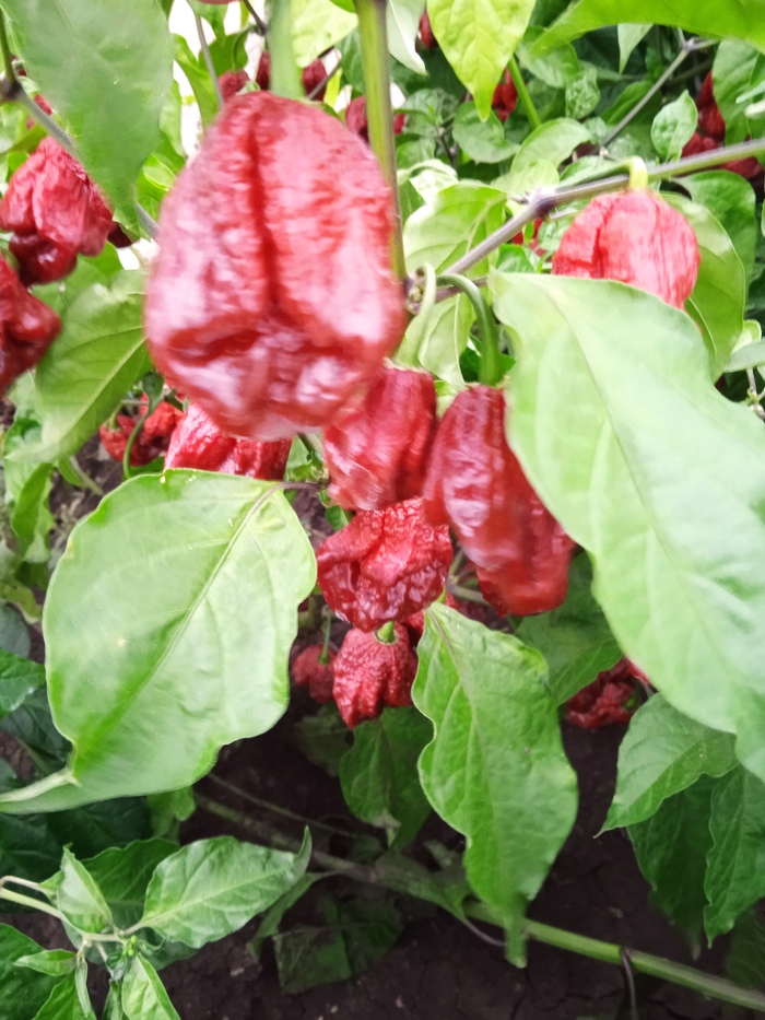  . 600 000 - 800 000 .